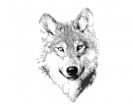 Волк Портрет иллюстрации Рисунок