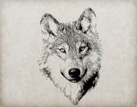 Wolf portrétní ilustrace