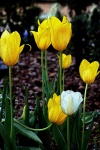 Yellow and White Tulips Embossed