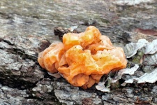 Yellow Brain Fungus Close-up