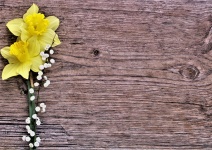 Fronteira amarela dos Daffodils