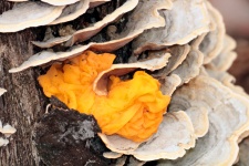 Close-up de champignon de gelée jaune