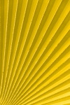 Yellow palm tree leaf