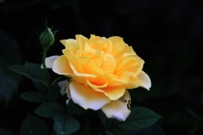 Yellow Rose And Bud