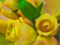 Bourgeons de rose jaune