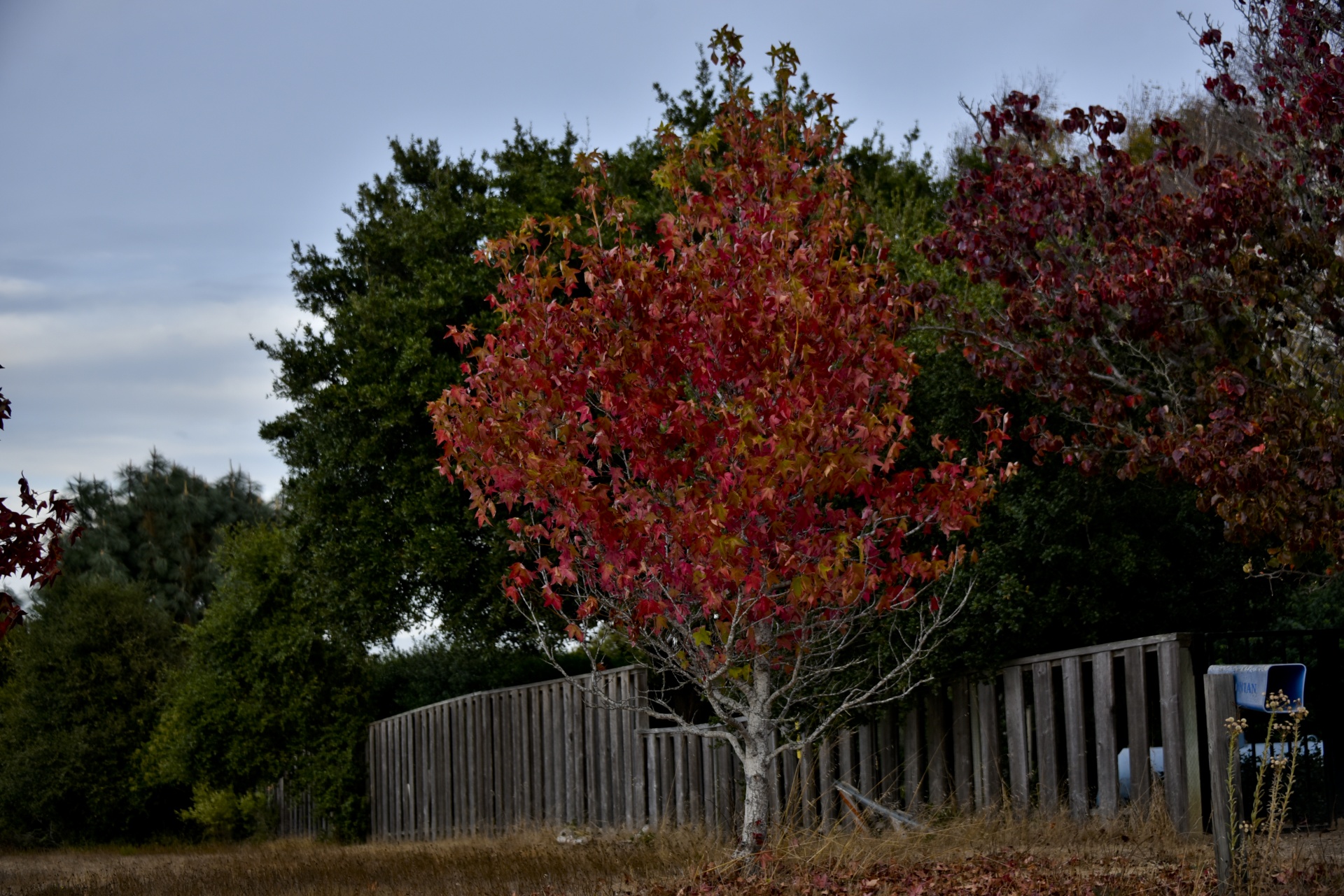 Autumn Color Free Stock Photo - Public Domain Pictures