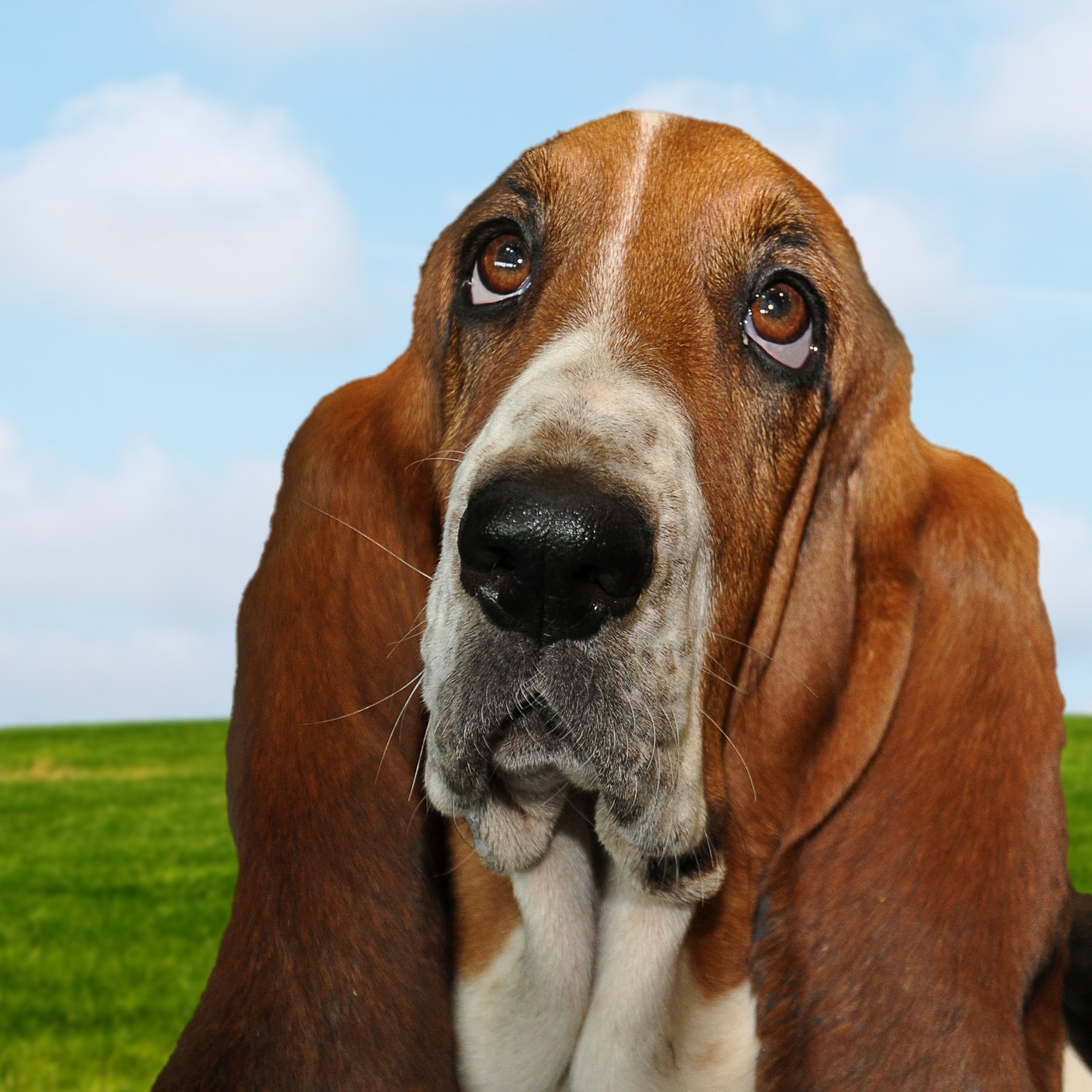 All 97+ Images pictures of a hound dog Sharp