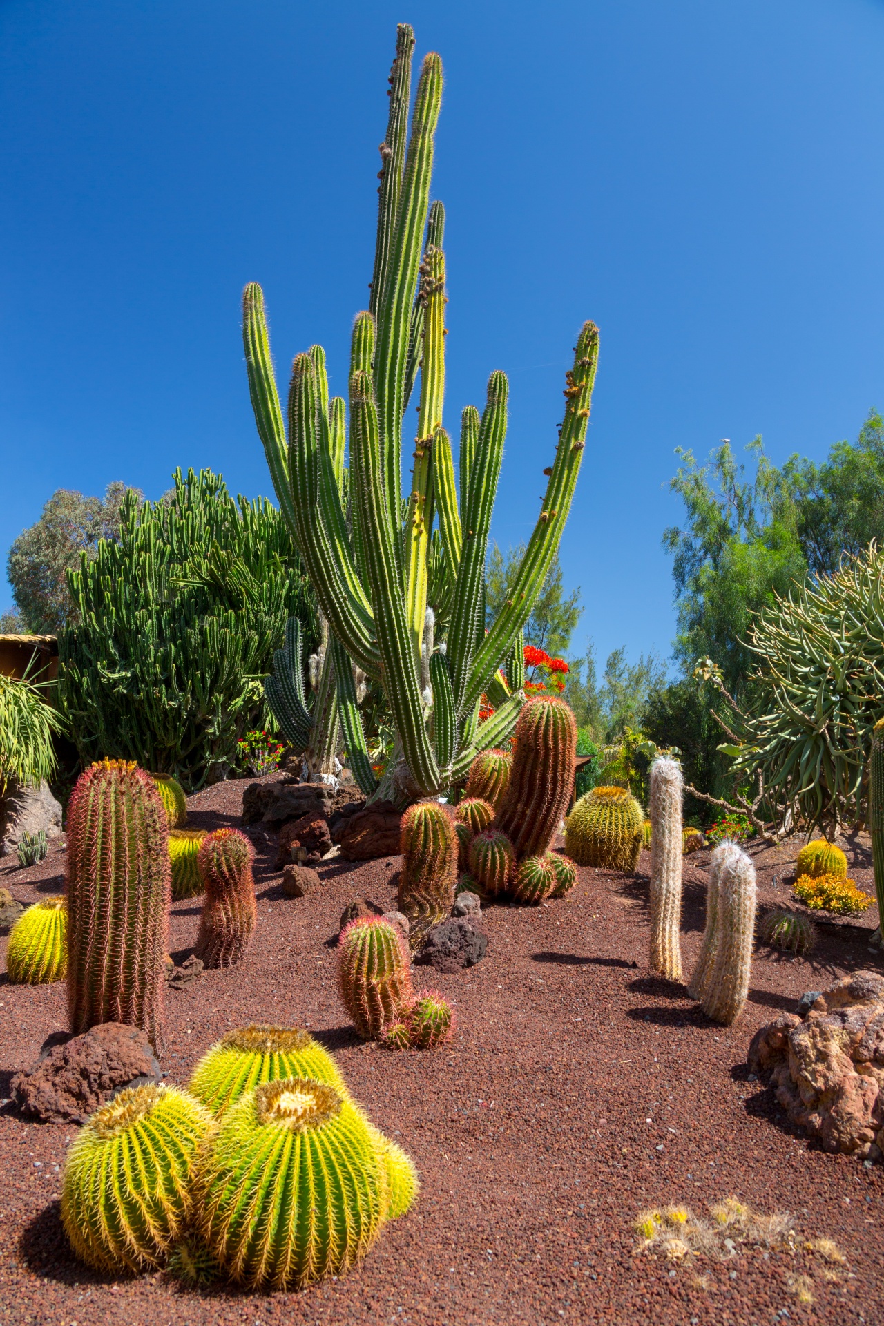 Kaktus Garten Kostenloses Stock Bild   Public Domain Pictures