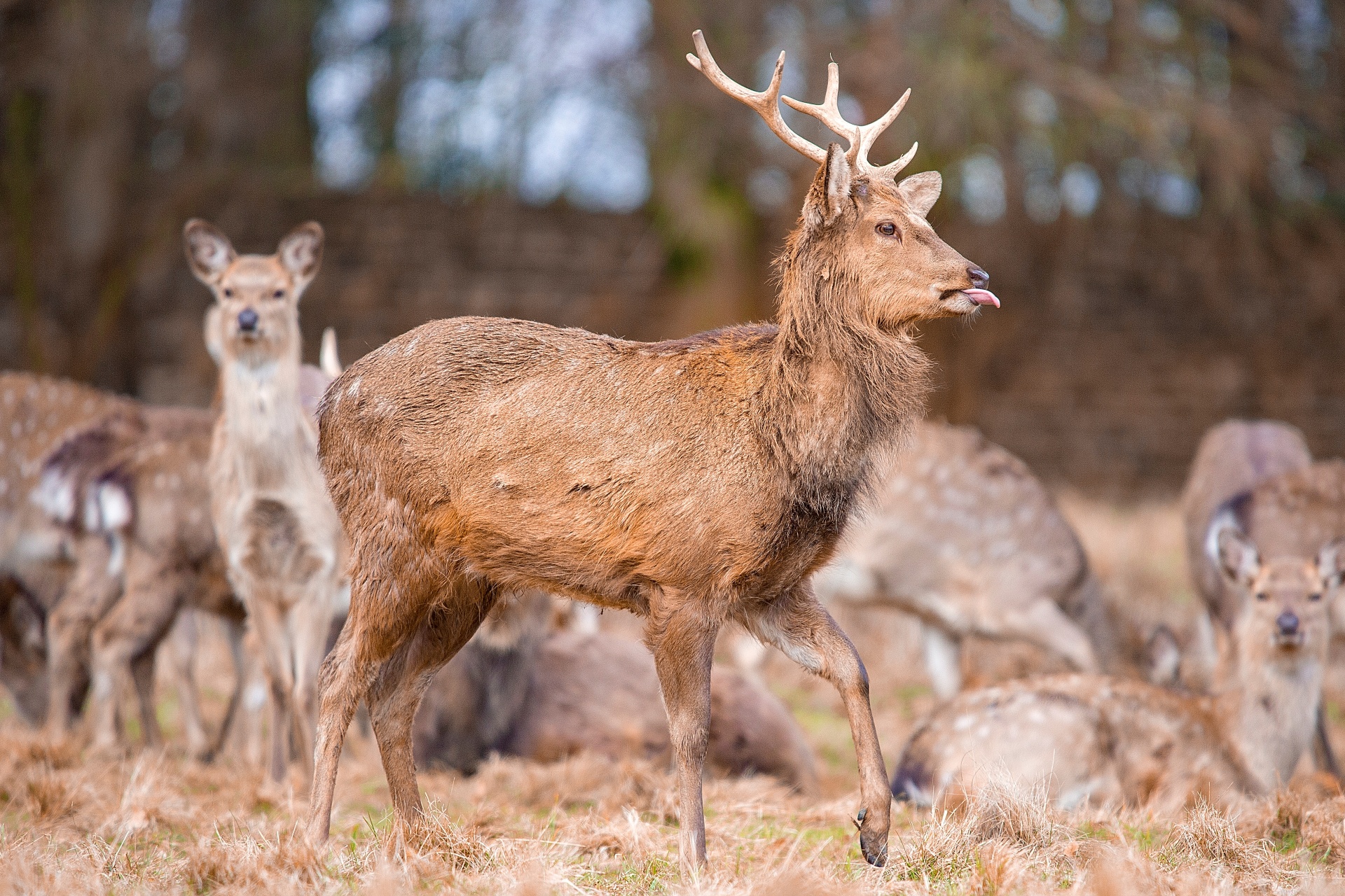 deer-free-stock-photo-public-domain-pictures