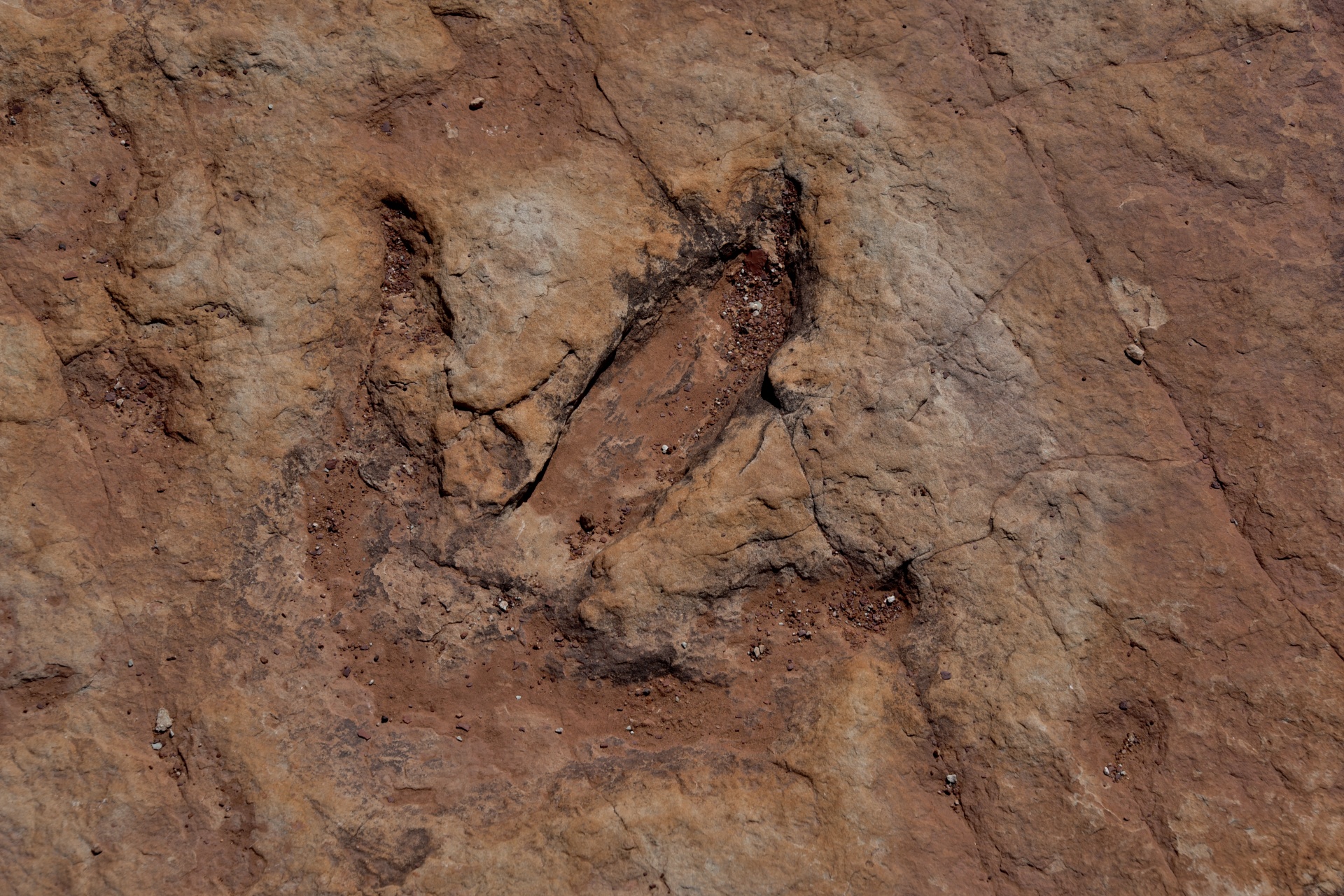 dinosaur-impression-in-rock-free-stock-photo-public-domain-pictures