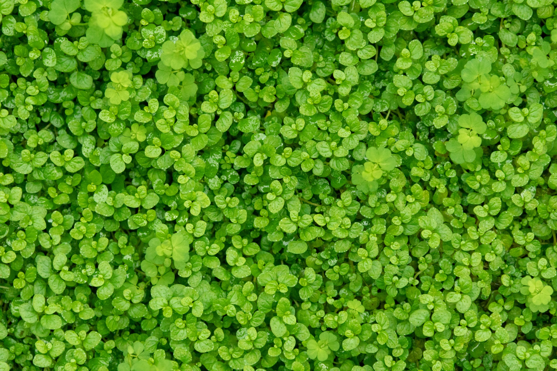 Green Leaves Free Stock Photo Public Domain Pictures