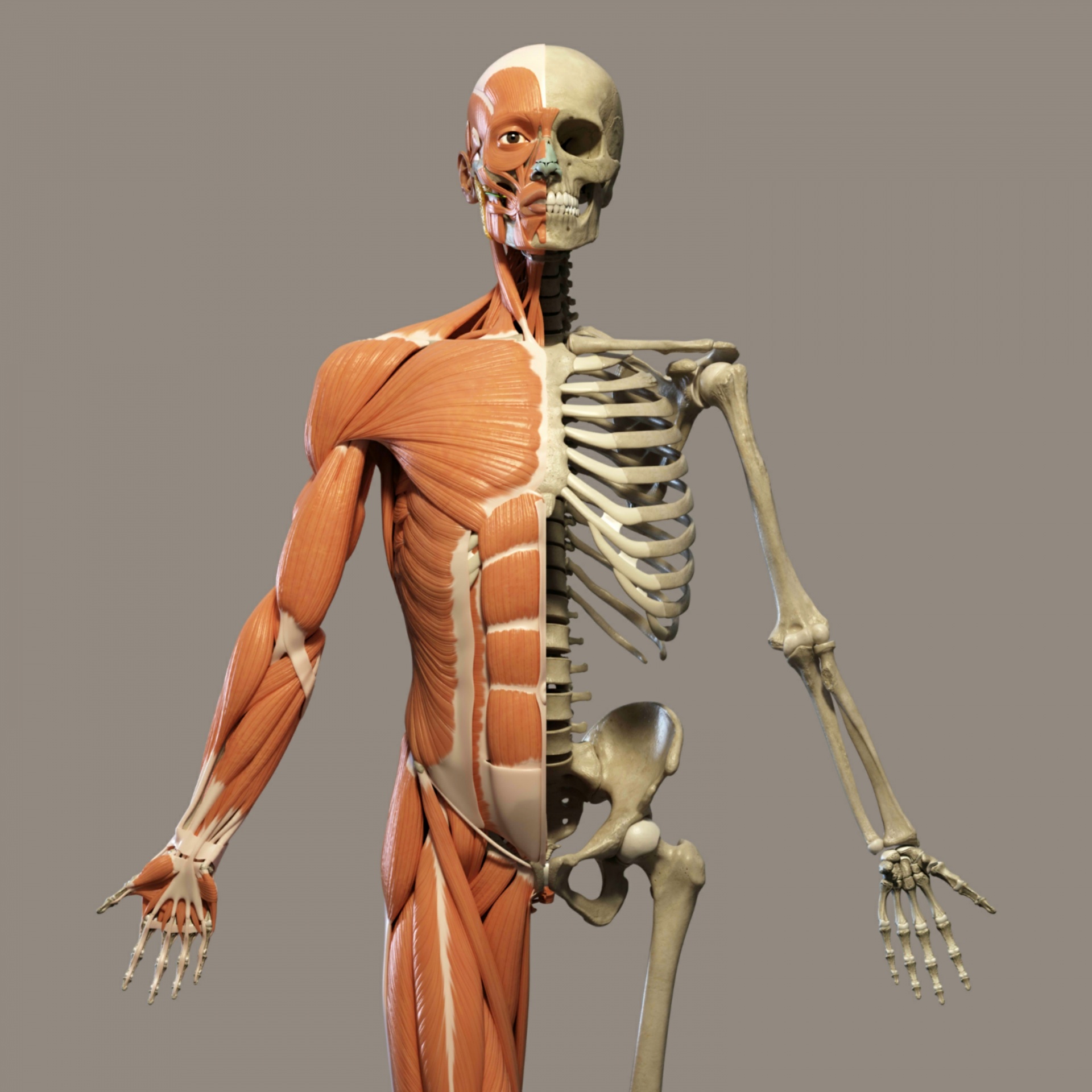Human Skeleton Free Stock Photo - Public Domain Pictures