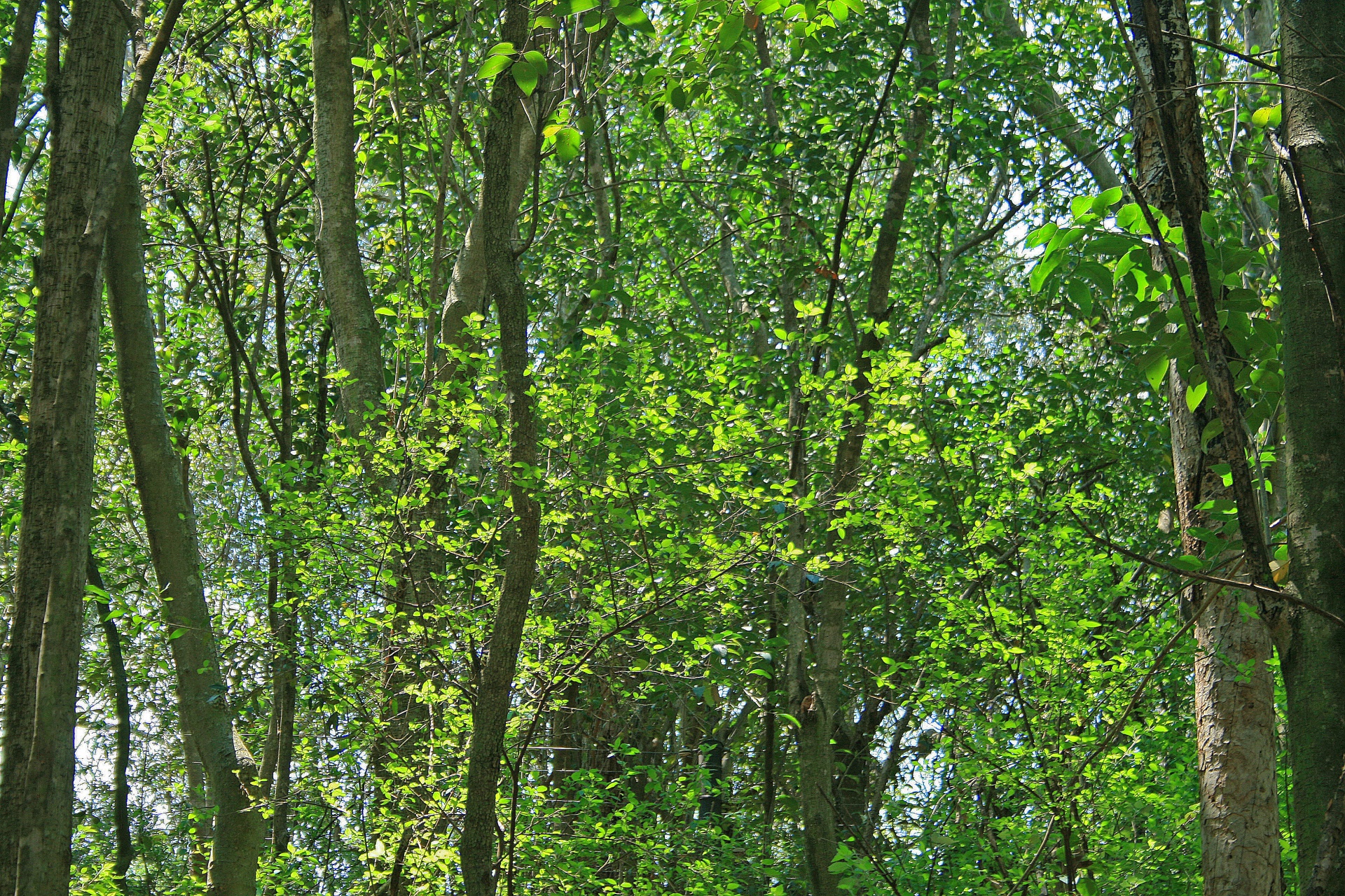 Lumina pe frunze verzi într-un lemn