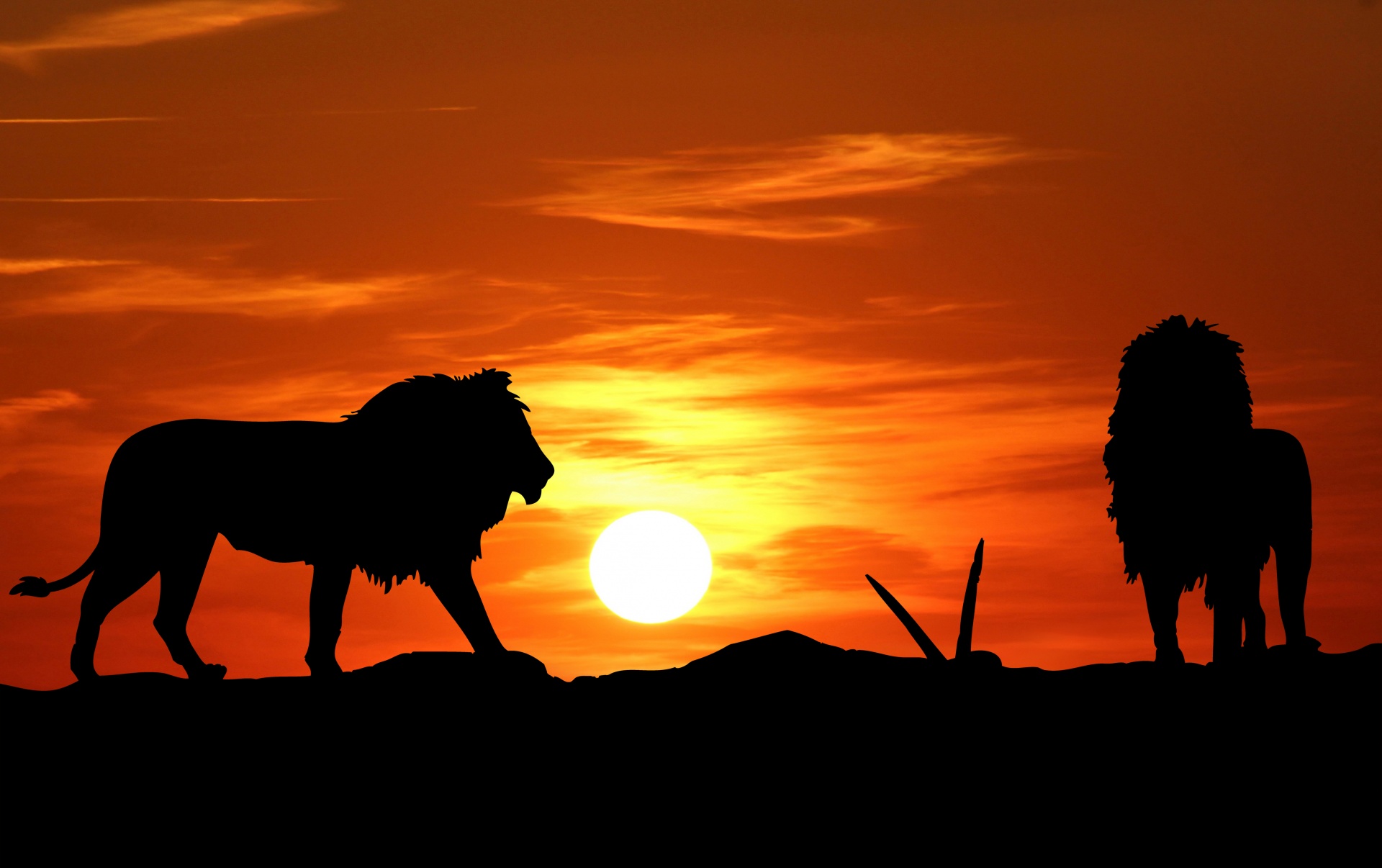lion-silhouette-at-sunset-1521529744gYj.jpg