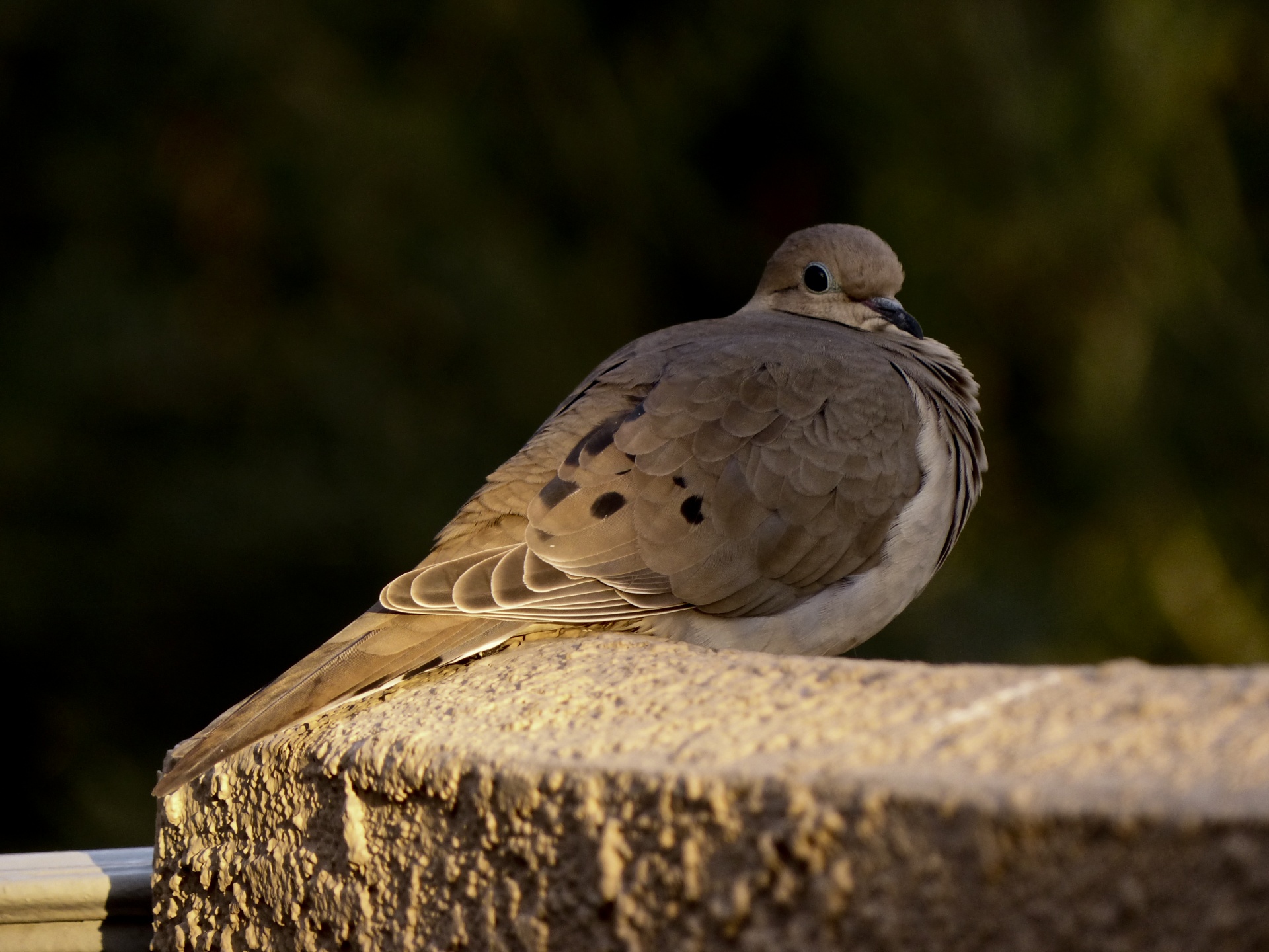 morning-dove-free-stock-photo-public-domain-pictures