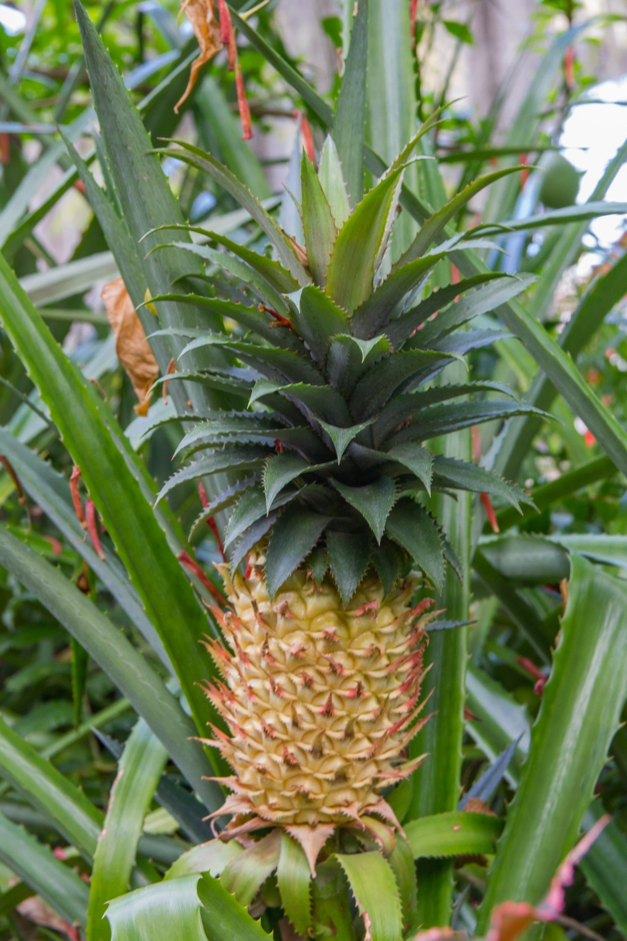 pineapple-free-stock-photo-public-domain-pictures