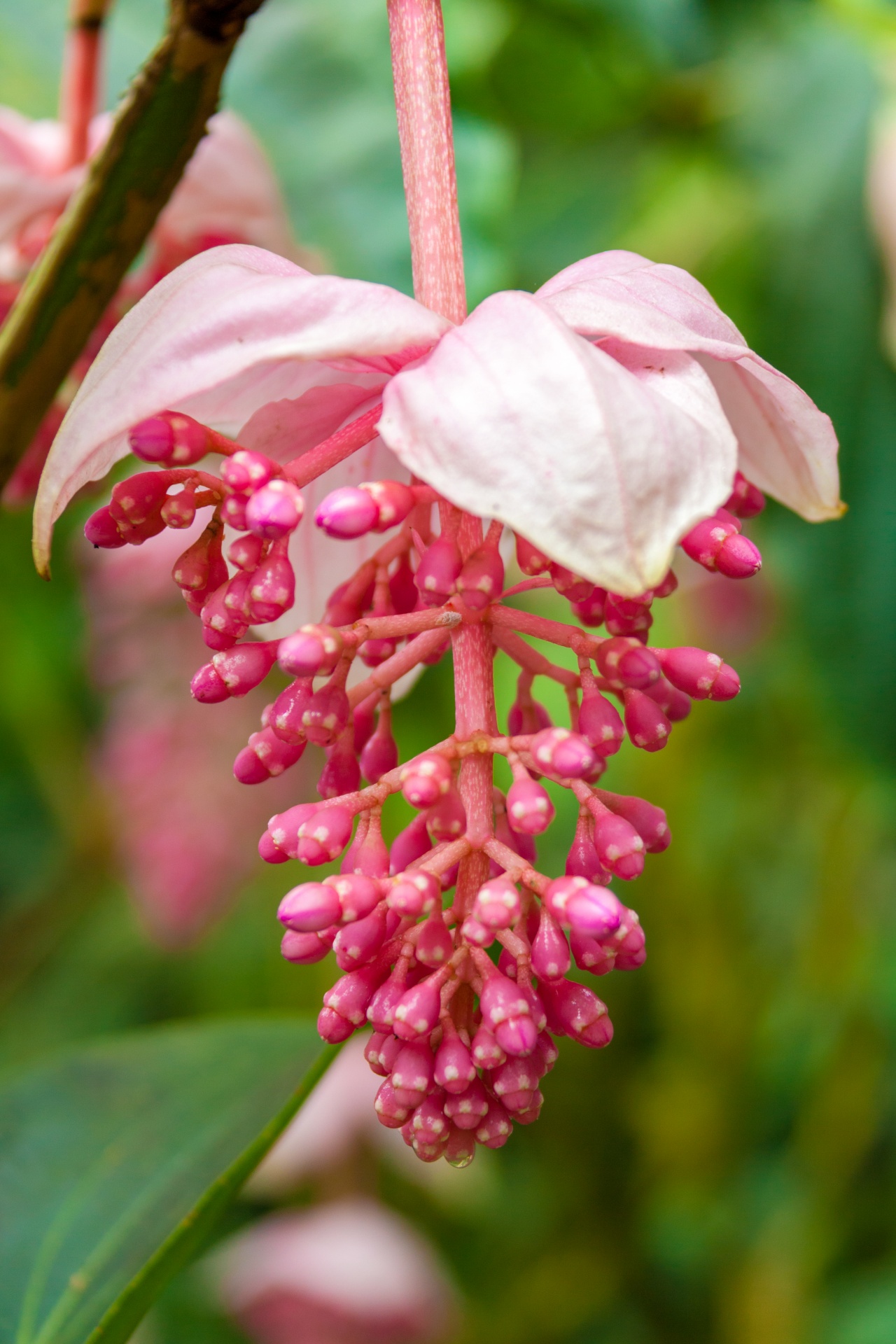 Pink Tropical Flower Free Stock Photo - Public Domain Pictures