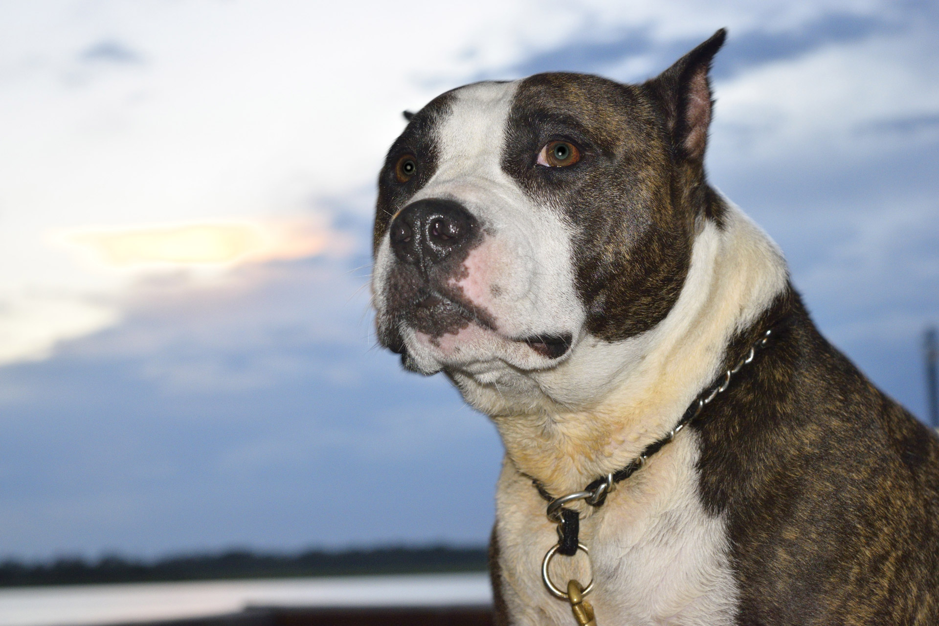 pit-bull-dog-free-stock-photo-public-domain-pictures