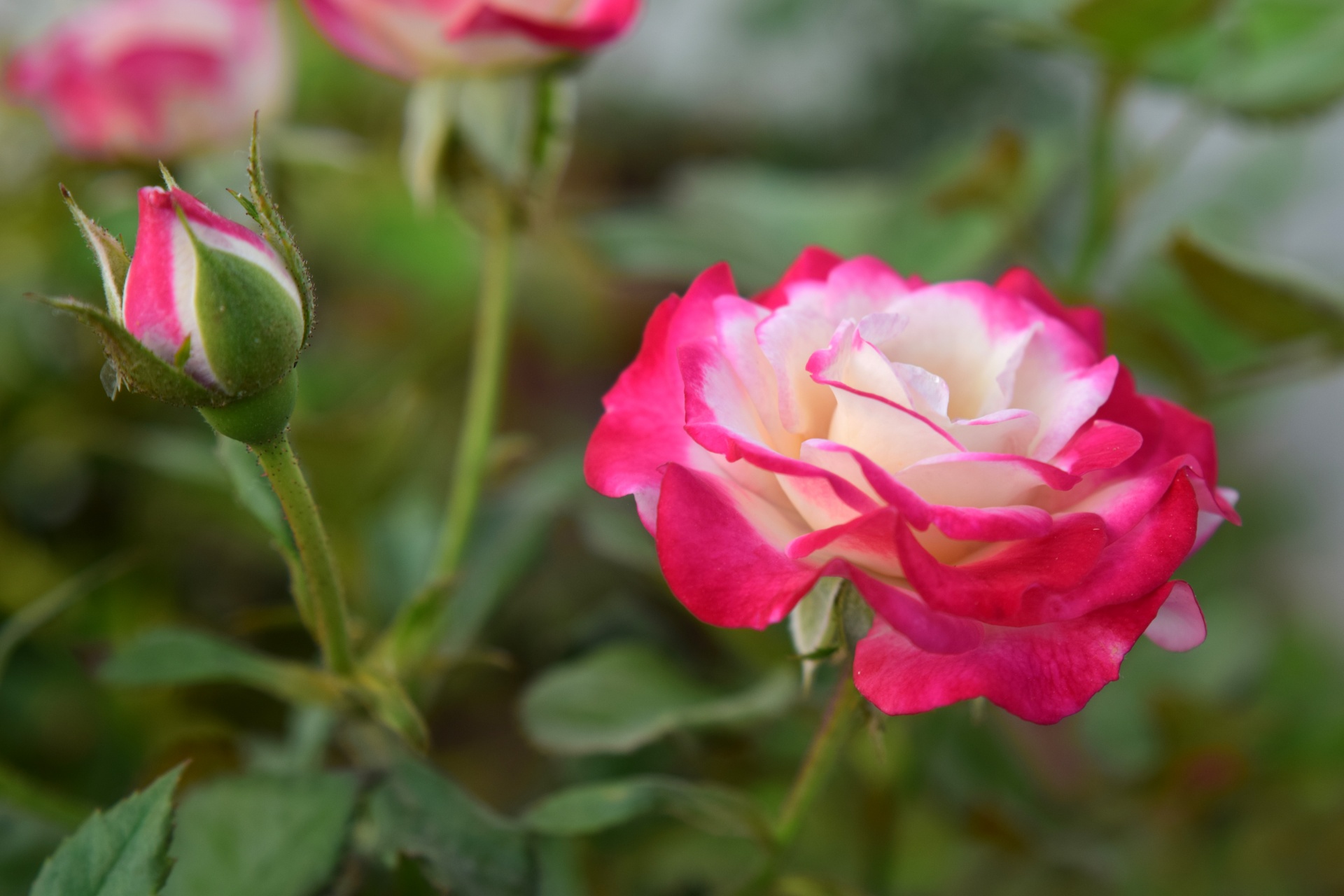 Rose 15 Free Stock Photo - Public Domain Pictures