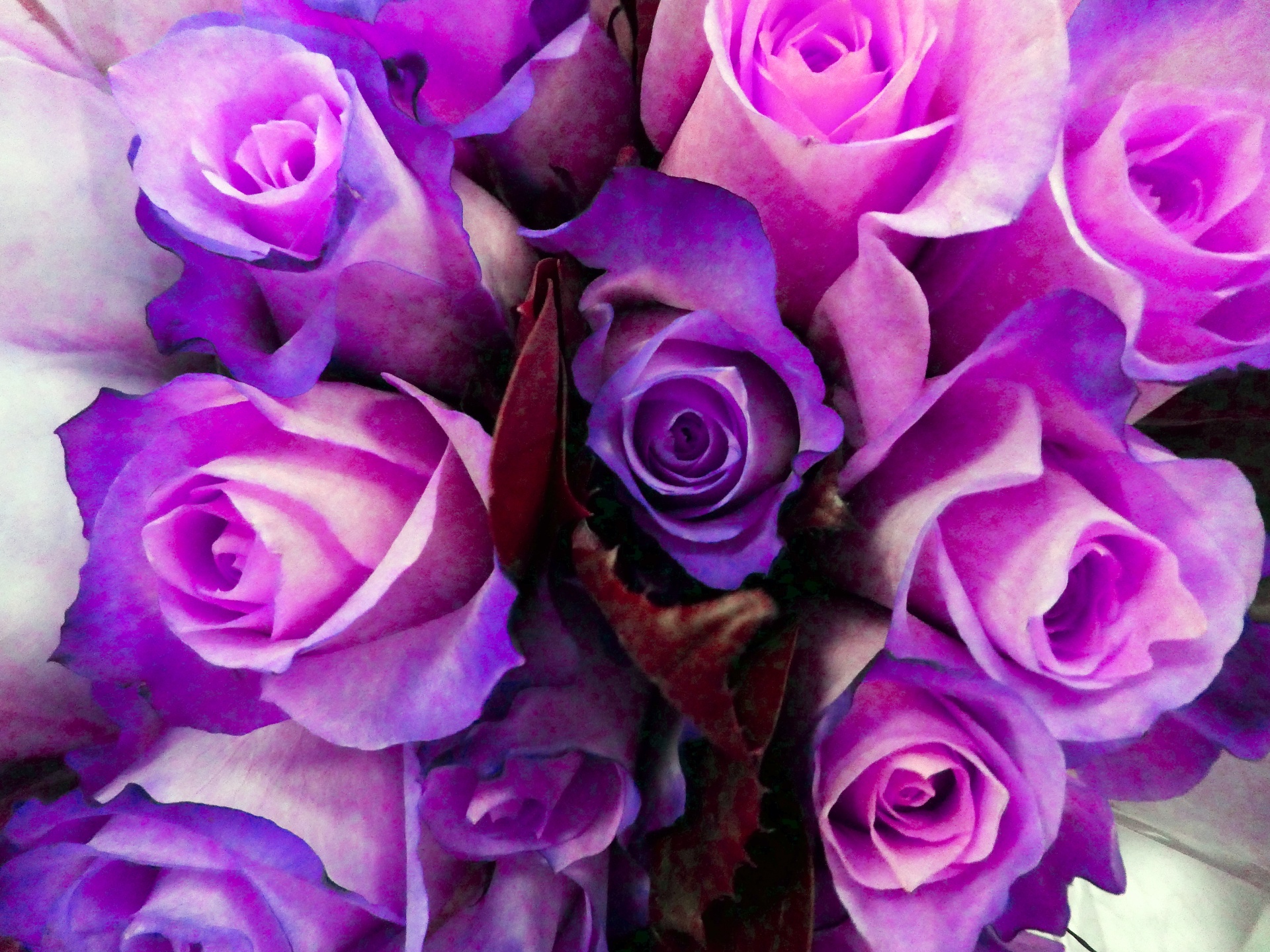 Roses Background Free Stock Photo - Public Domain Pictures