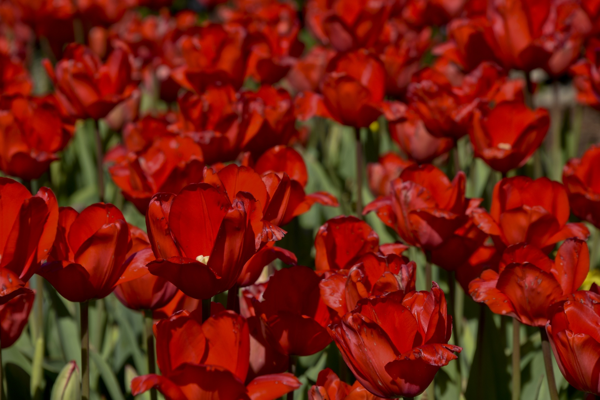 Filas de tulipas