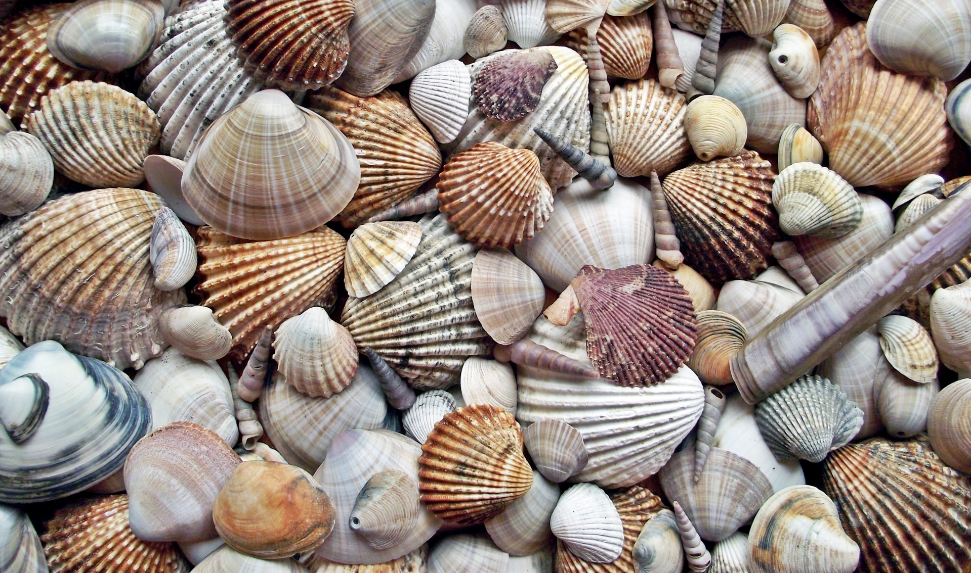 Shells Background Wallpaper Free Stock Photo - Public Domain Pictures