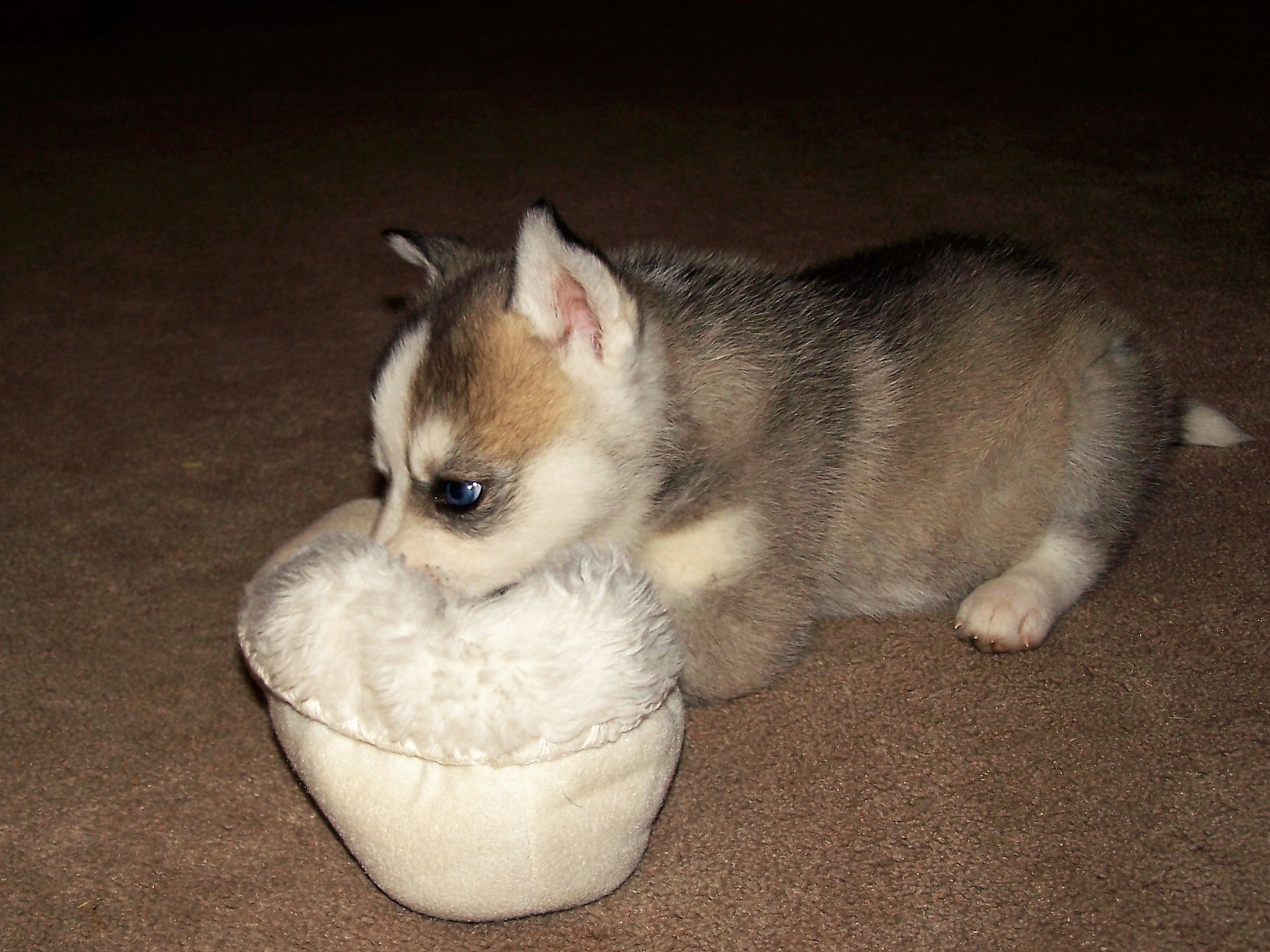 Siberian Husky Puppy With Shoe Free 