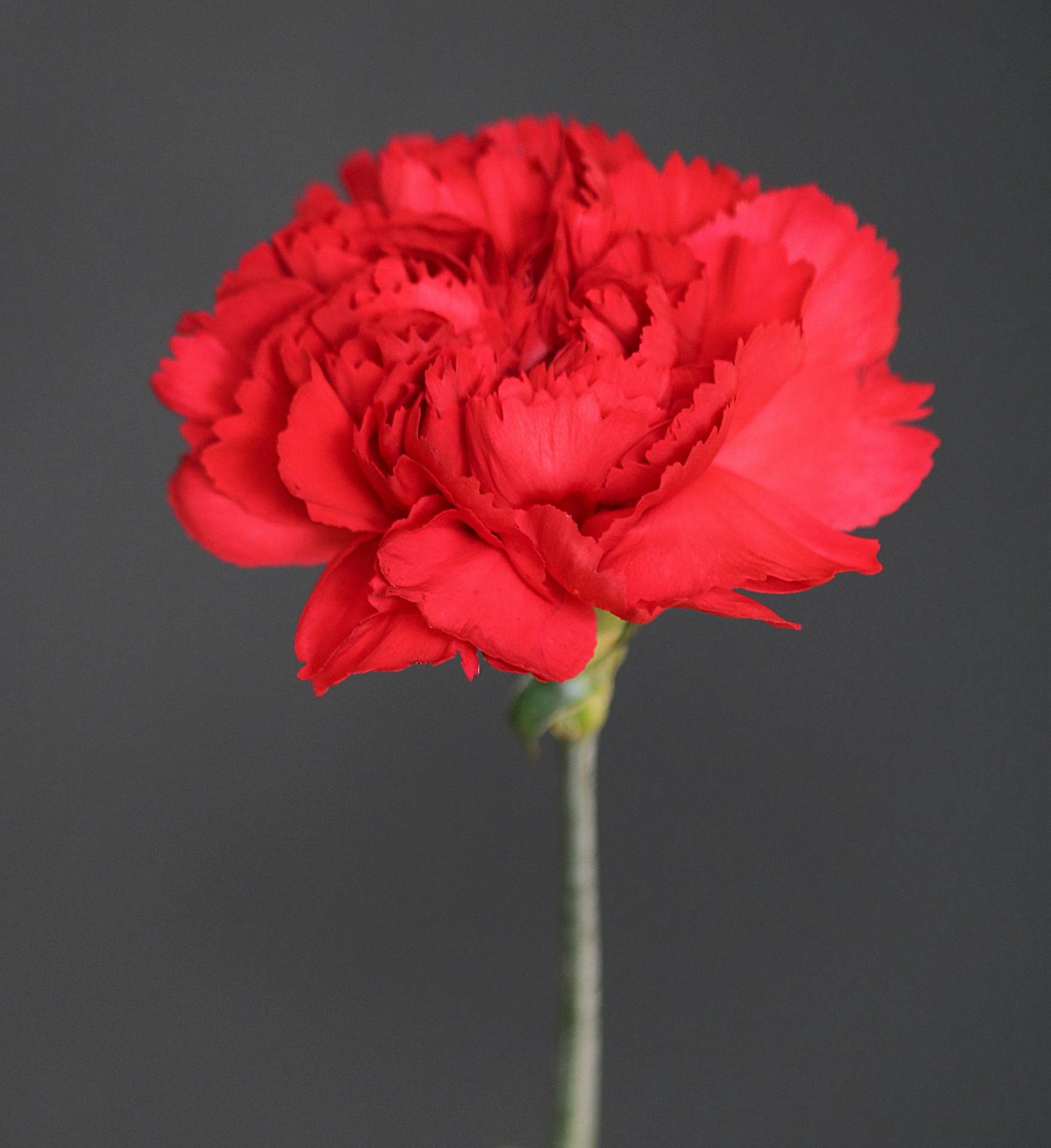 Albums 91+ Wallpaper Picture Of A Carnation Flower Superb