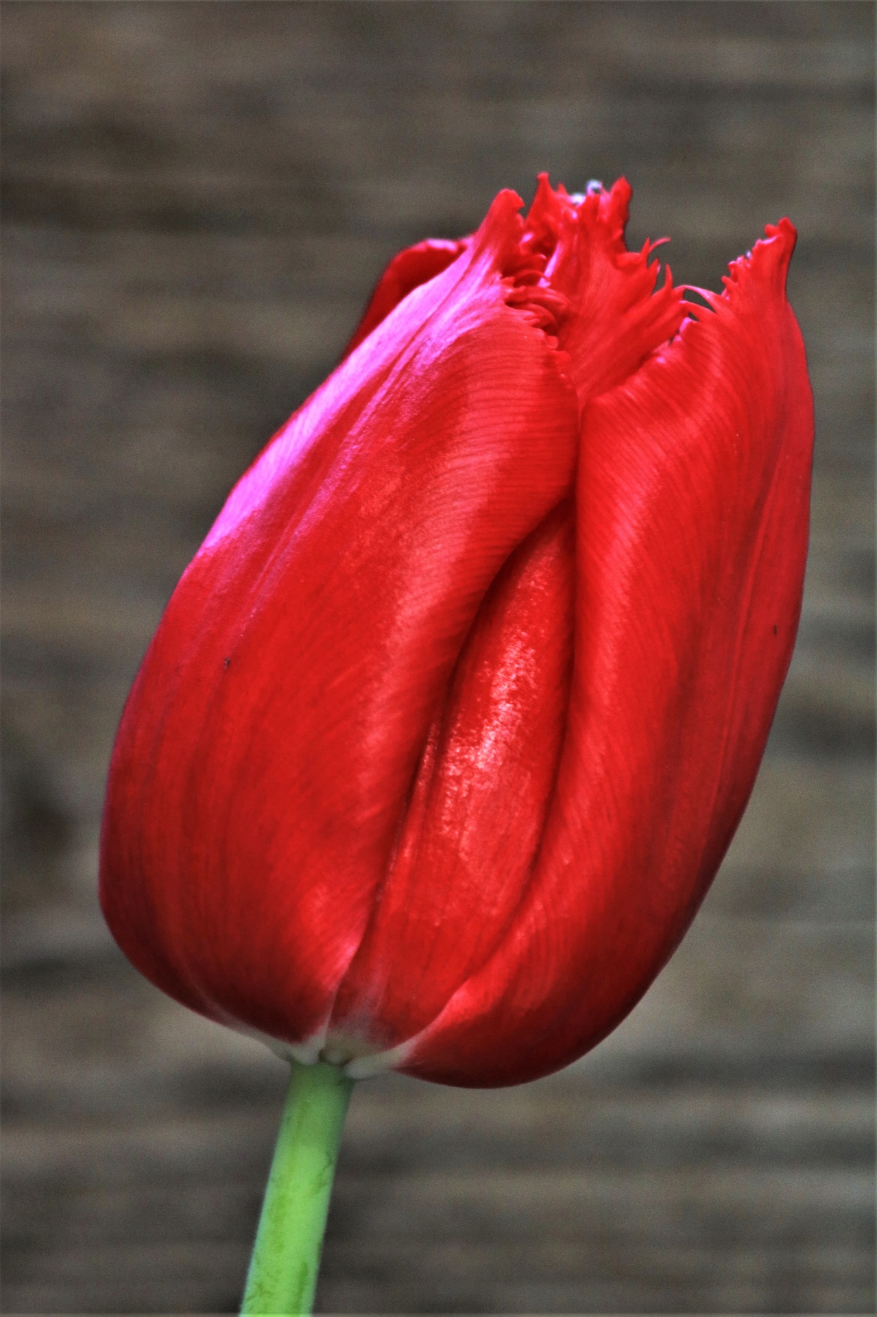 Single Red Tulip Close Up Free Stock Photo Public Domain Pictures