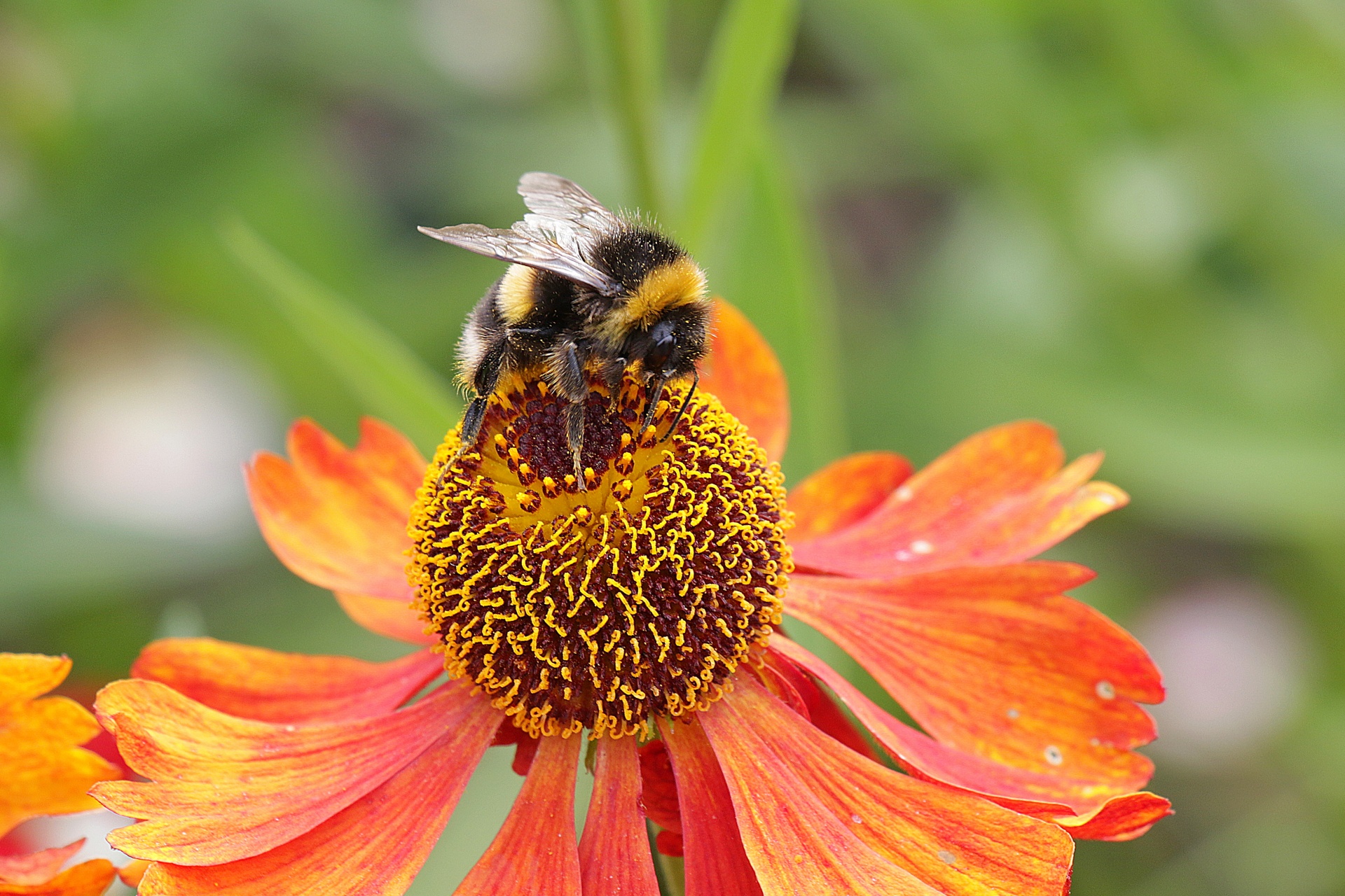 the-pollinator-free-stock-photo-public-domain-pictures