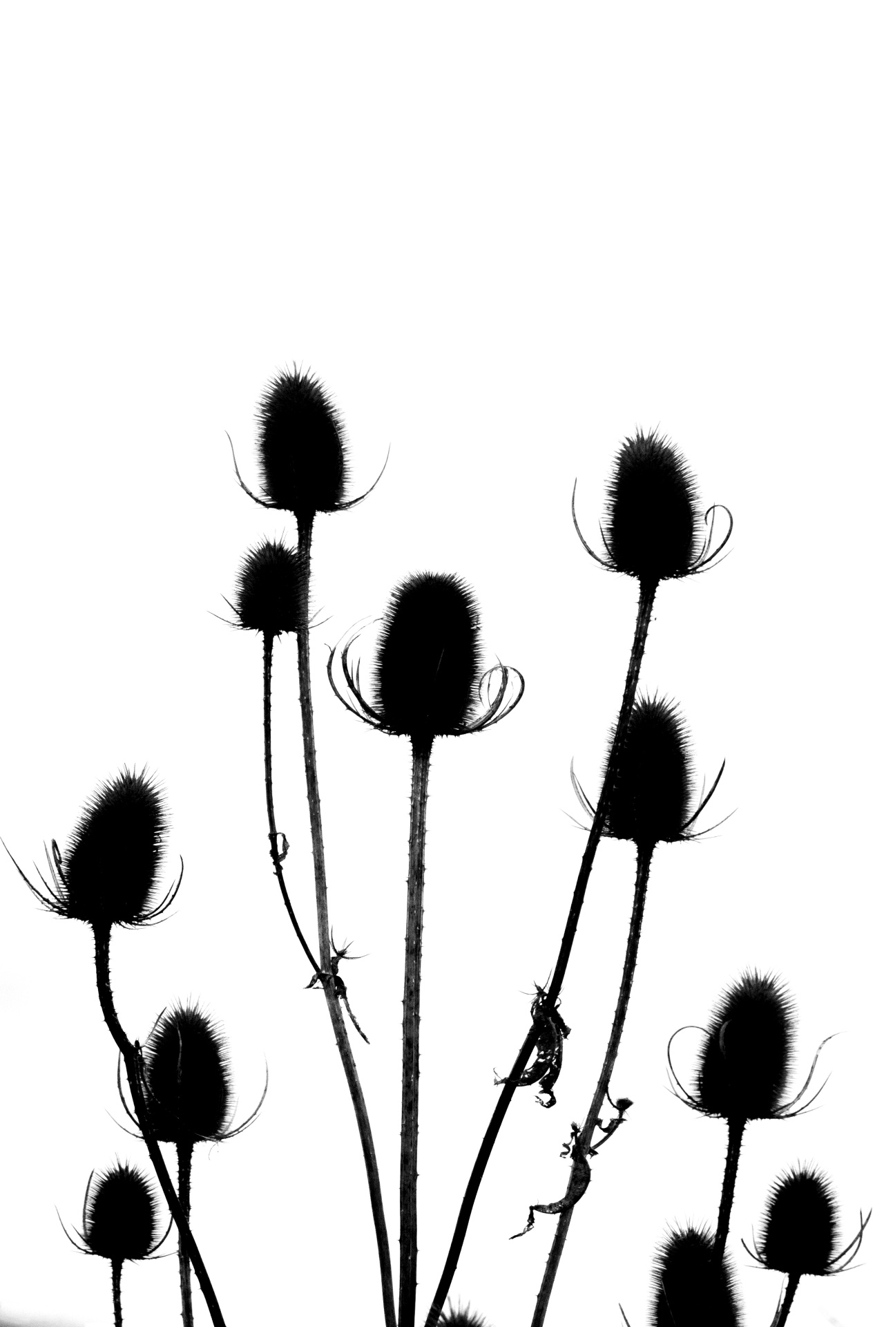Thistle Silhouettes Free Stock Photo - Public Domain Pictures