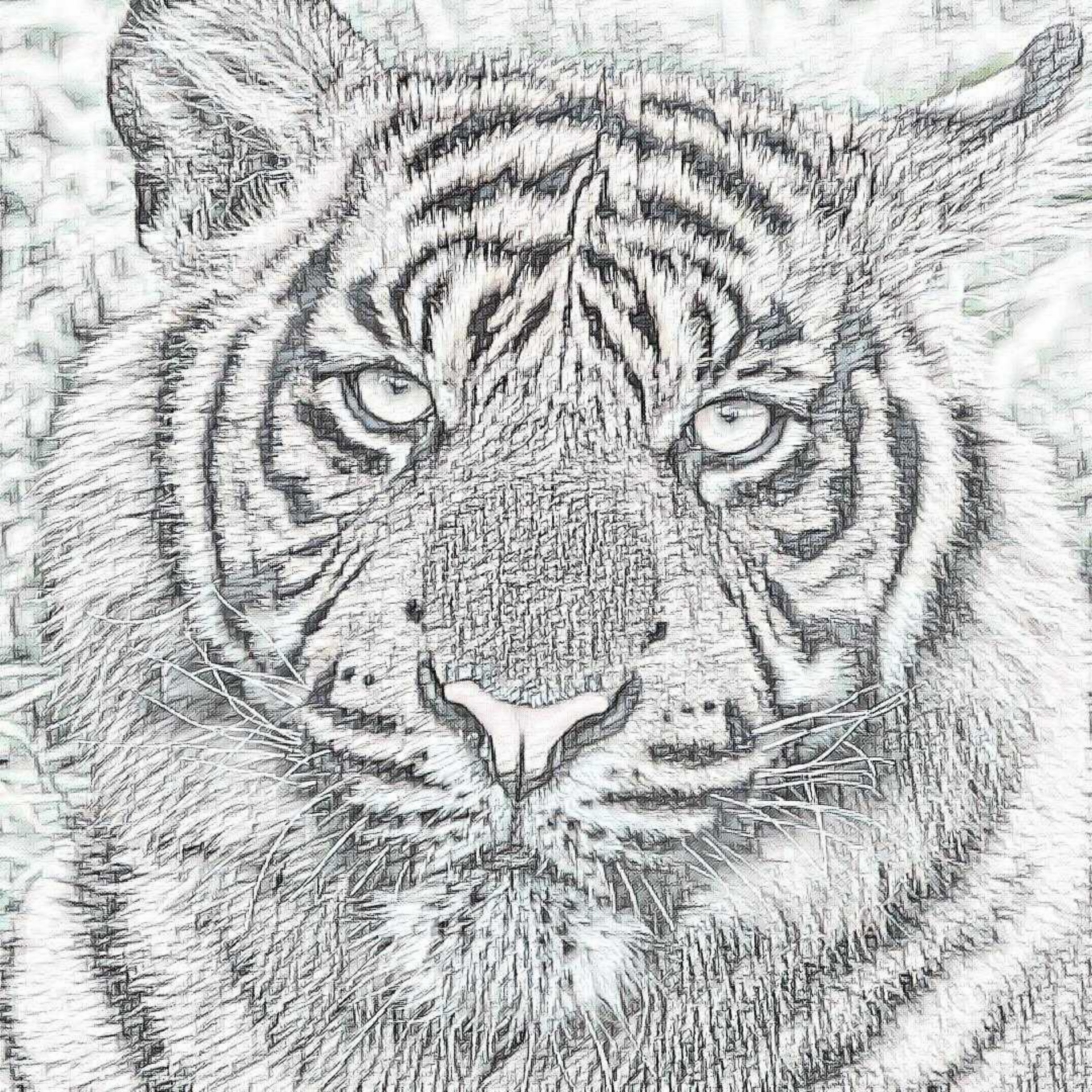 White Tiger Pencil Drawing