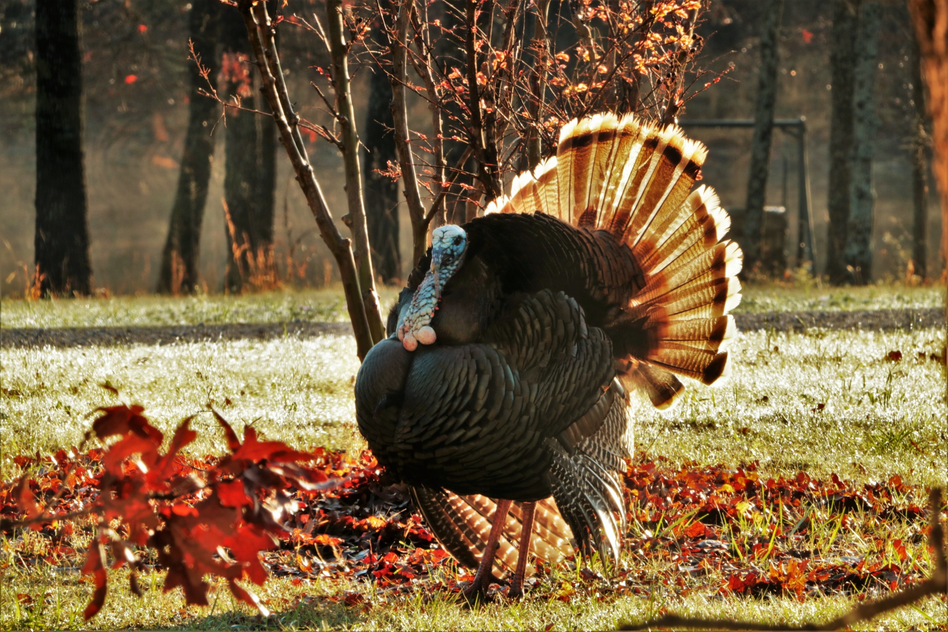 turkey, Bird, Wildlife, Thanksgiving, Nature Wallpapers HD / Desktop ...