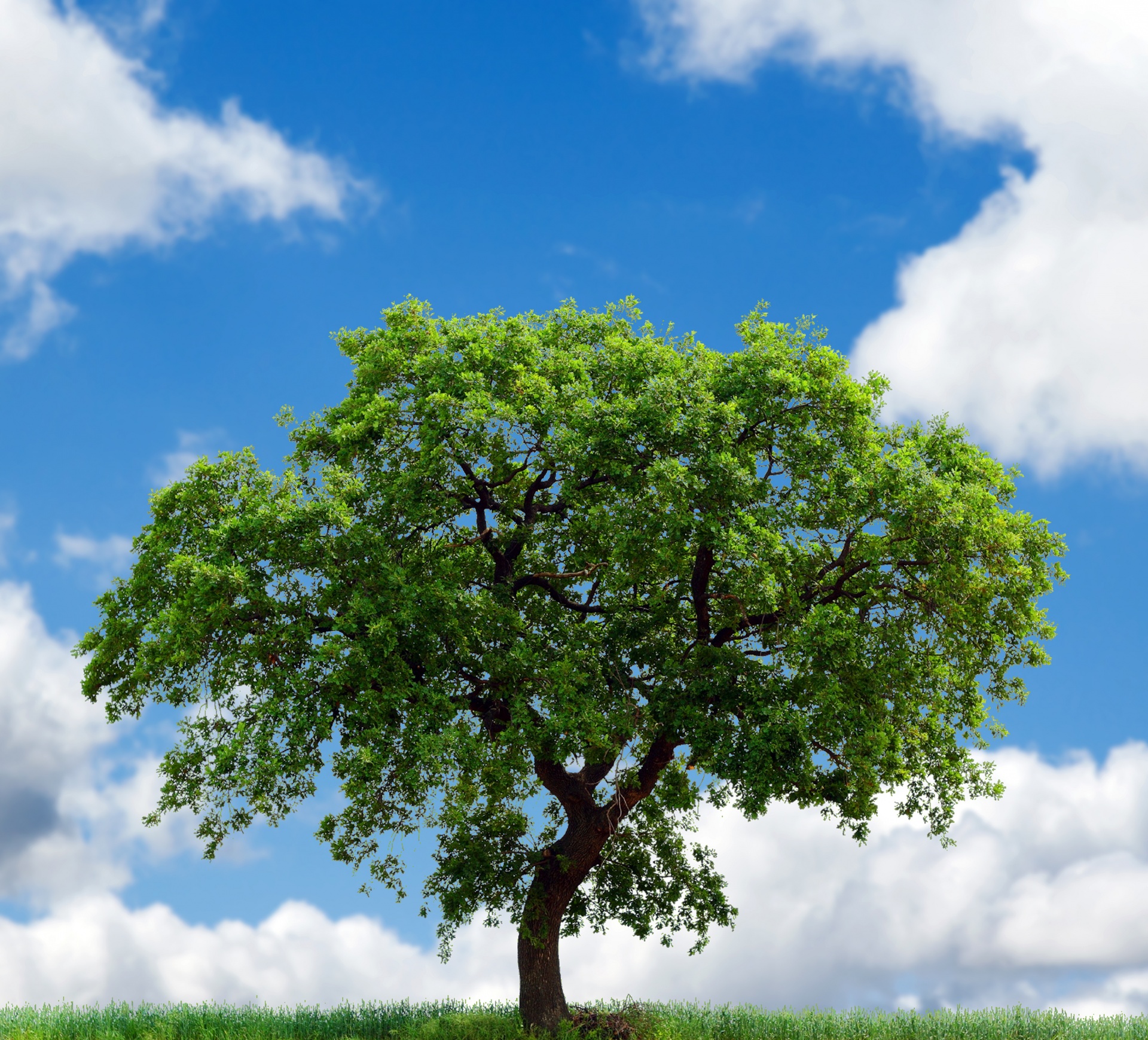 Tree Free Stock Photo - Public Domain Pictures