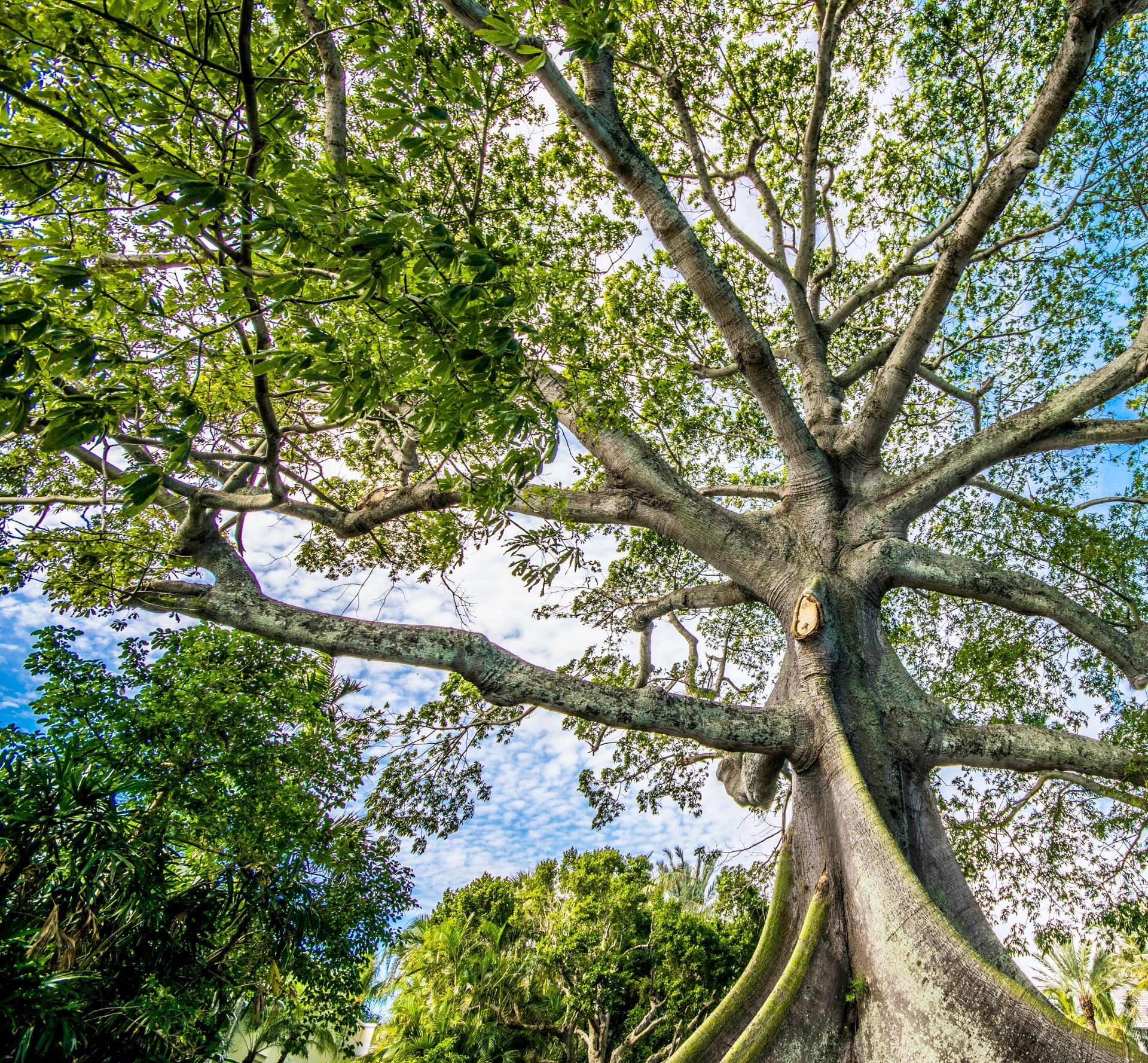 Tree Canopy Free Stock Photo - Public Domain Pictures