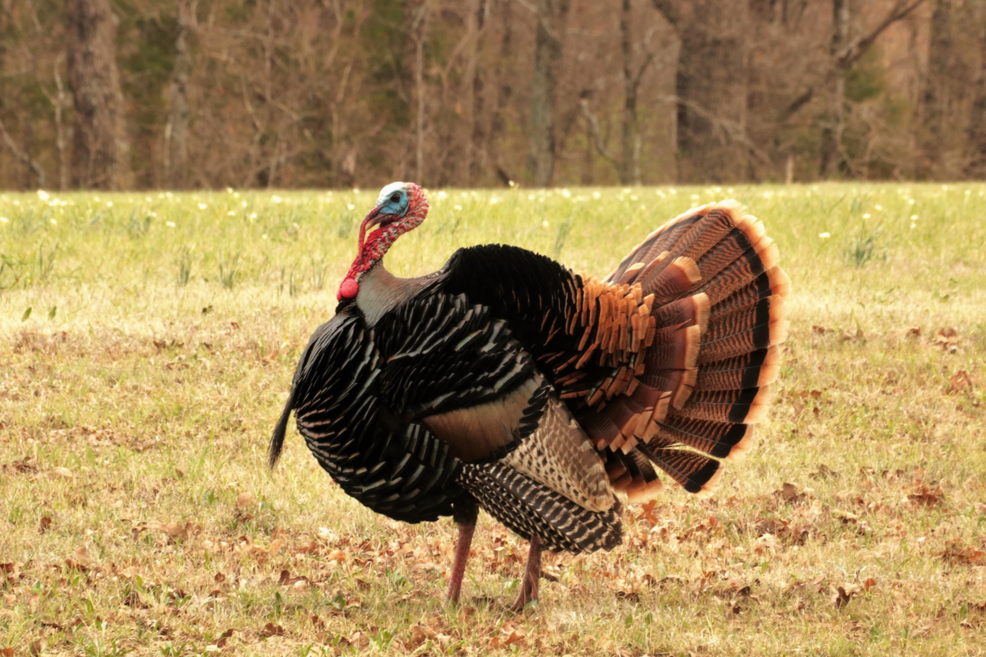 Wild Turkey Free Stock Photo - Public Domain Pictures