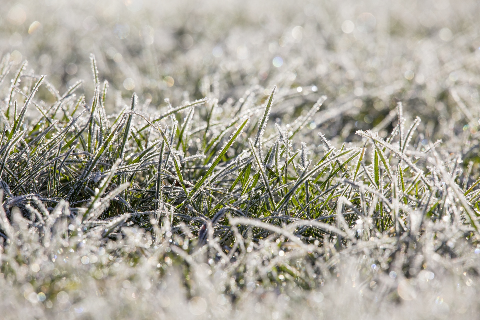 Winter Grass Free Stock Photo - Public Domain Pictures