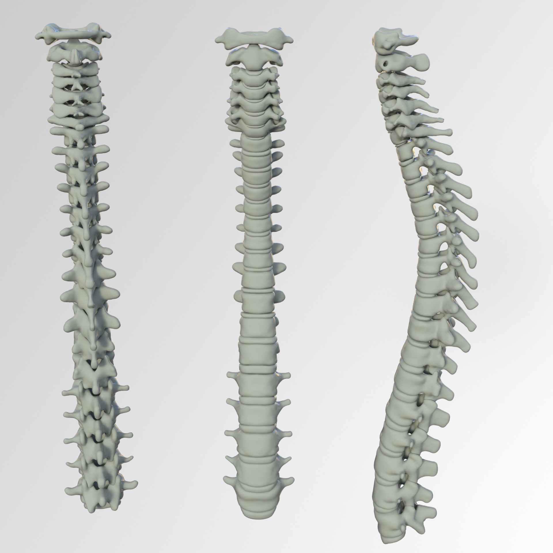 Spinal Column Free Stock Photo - Public Domain Pictures