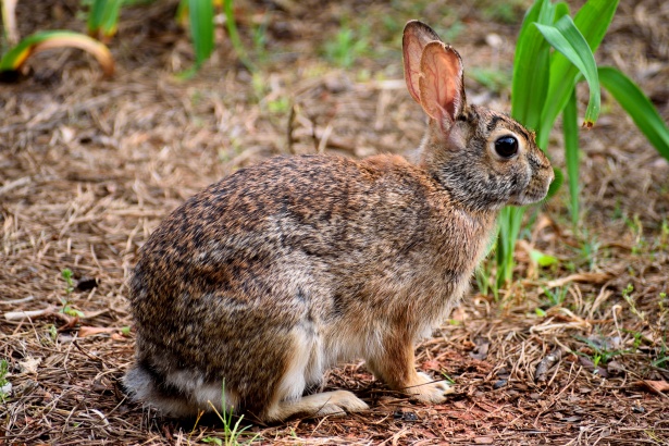 Wild Rabbit Free Stock Photo - Public Domain Pictures