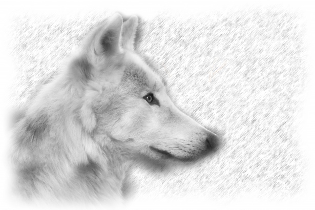 Wolf Portrait Drawing Realistic-face Realistic Portrait Sketch-graphite  Animal Drawing-wolf - Etsy New Zealand