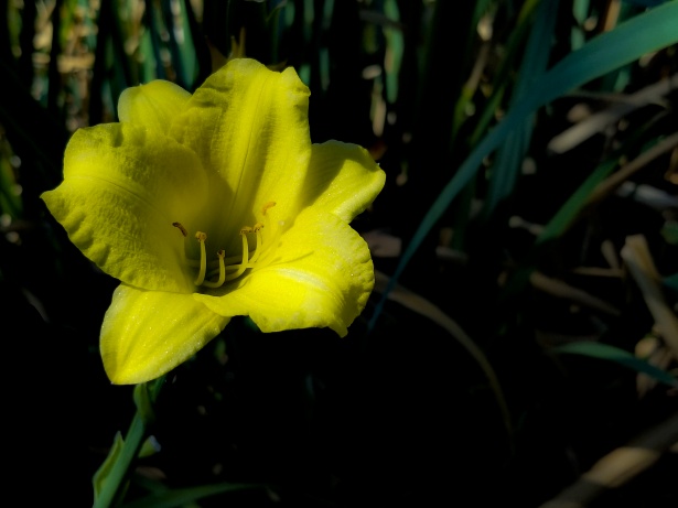 Flor amarilla del lirio Stock de Foto gratis - Public Domain Pictures