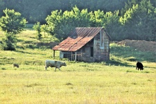 Abandoned Shed and Cows