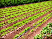 Zemědělství Zemědělství