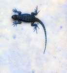 Alligator Lizard in Blue
