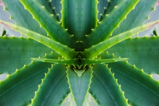Aloe Vera, Sukkulente, Kaktus,