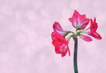 Amaryllis Flower Bokeh Background