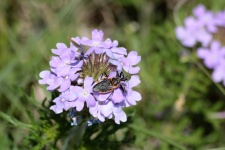 Assassino Bug su Wildflowers