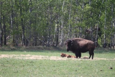 Bisonte búfalo bebé