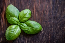 Basil, leaf, herb