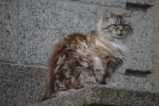 Gyönyörű macska hosszú hajjal